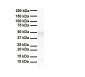 Tead4 antibody - middle region